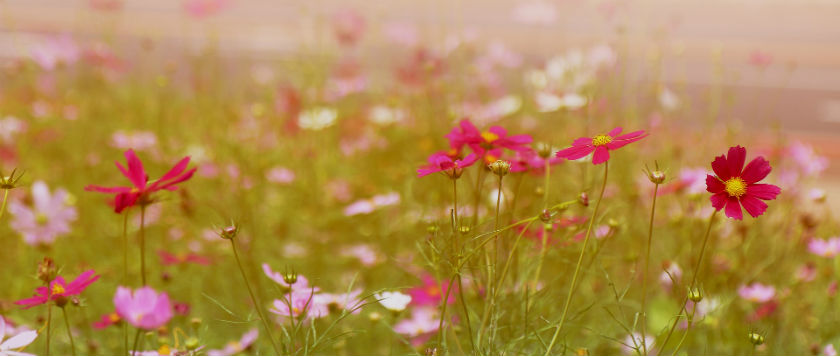 Responsive image